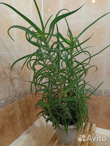 Алоэ столетник