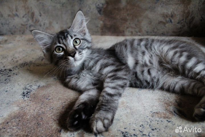 Котёнок девочка метис бесплатно в добрые руки