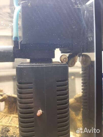 Улитки аквариумные