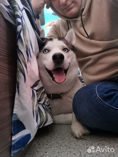 Сибирский хаски вязка