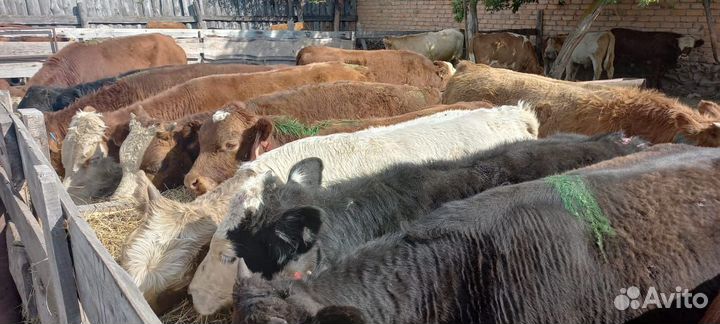 Бычки на продажу от 5 месяцев