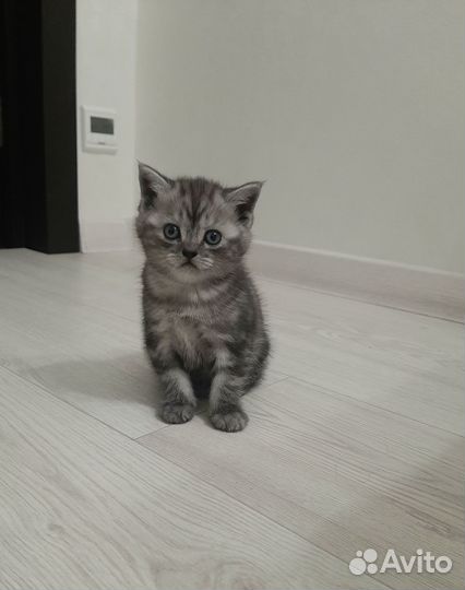 Шотландские котята