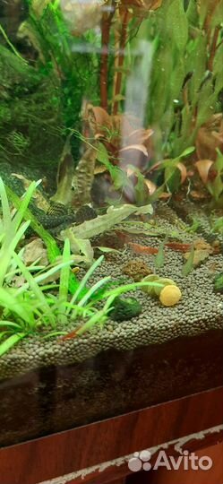 Аквариумные рыбы