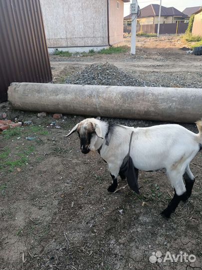 Фартук для козлика