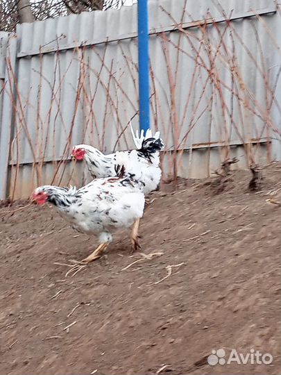 Куры петухи