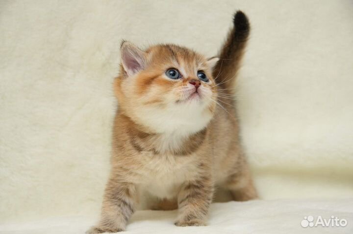 Британская золотая шиншилла