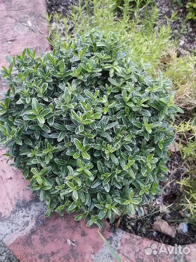 Бересклеты, Бузина,Флоксы,Герань