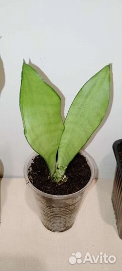 Сансевиерия муншайн