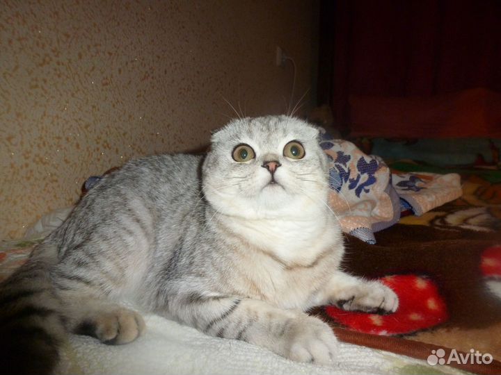 Шотландские полосатики