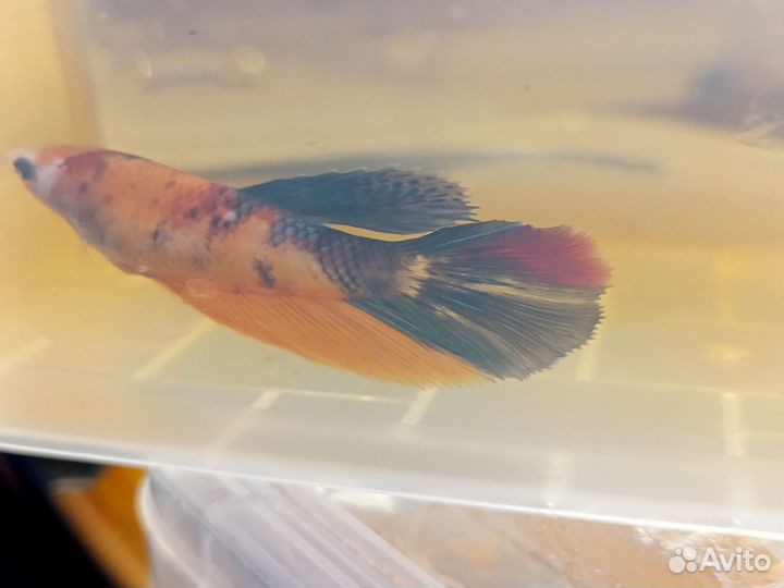 Рыбка петушок самки