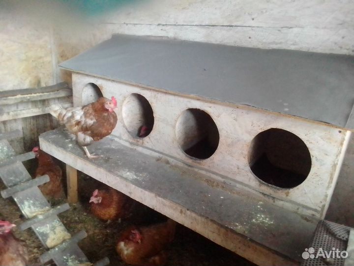 Гнезда для кур с яйцесборником
