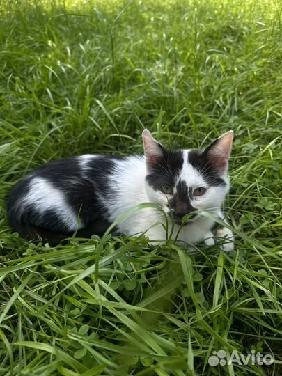 Котик далматин