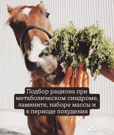 Ветдиетолог