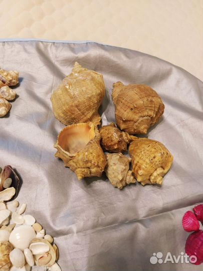 Ракушки раковины кораллы для аквариума,декора