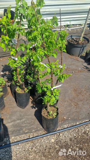 Абрикос Колоновидный