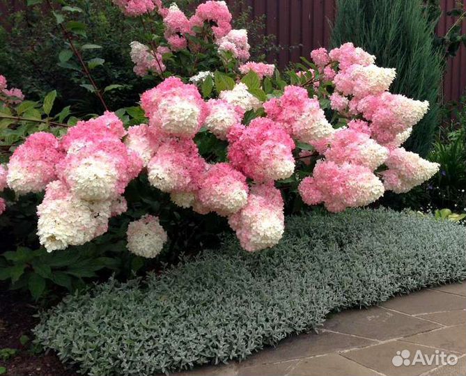 Гортензия метельчатая Ванила Фрайз