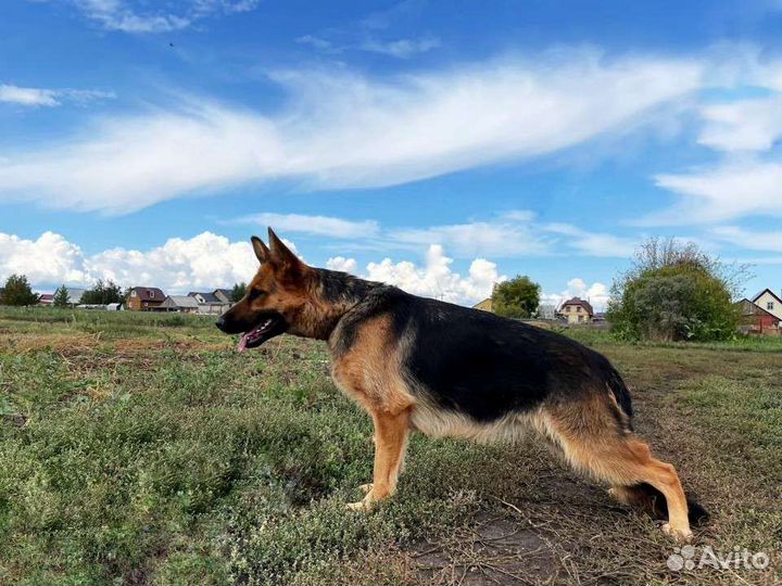 Немецкая овчарка