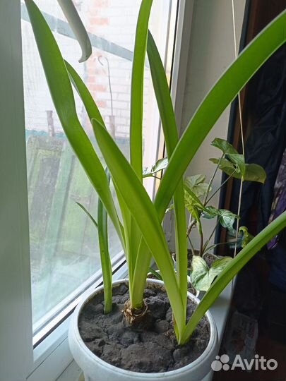 Гиппиаструм