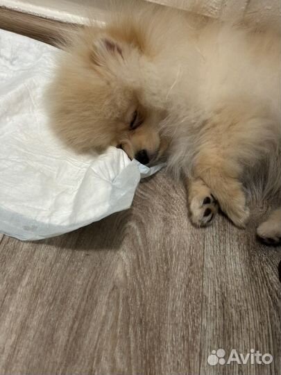 Щенок шпица