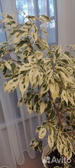 Фикус старлайт