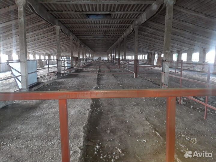 Продаётся ферма кашара крс мрс птица