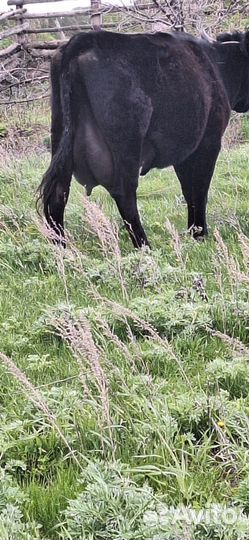 Корова дойная с теленком