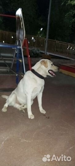 Кобель лабрадора вязка