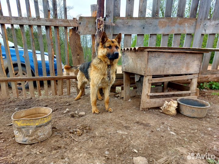 Немецкая овчарка