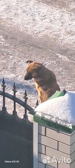 Собака. Отдам в хорошие руки. Бесплатно. Дворняжка