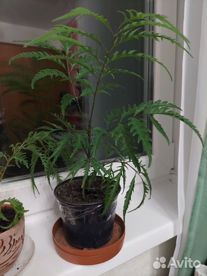 Полисциас разрезной