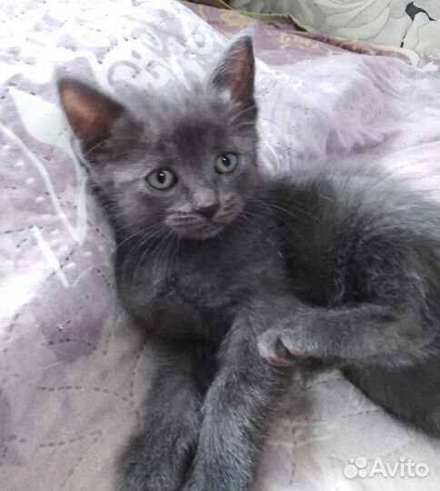 Котенок в добрые ручки