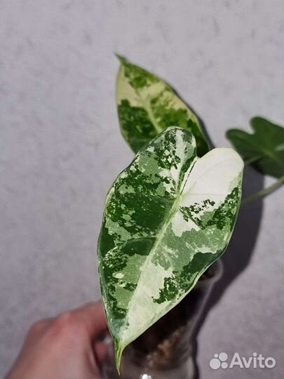 Алоказия фрайдек вариегатная