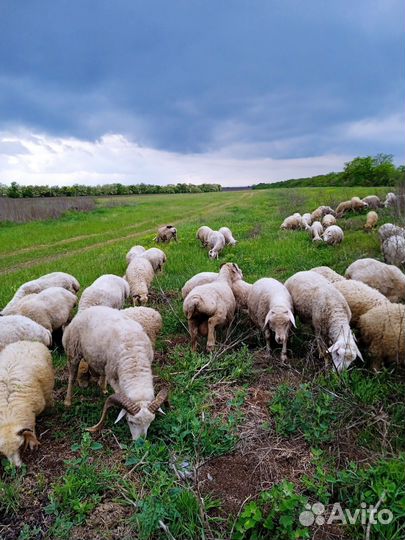 Овцы бараны
