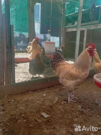 Нидерхайнер петух