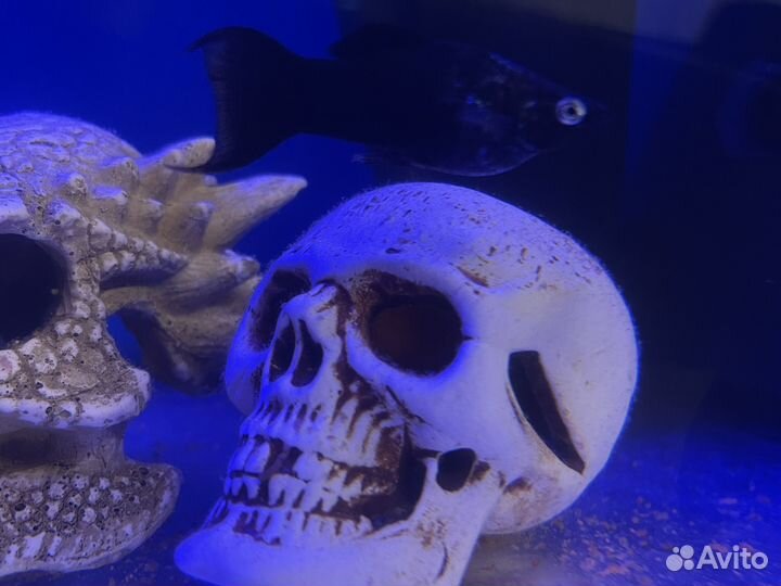 Декор для аквариума