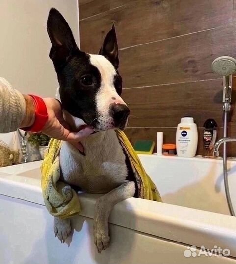 Стаффорд бесплатно