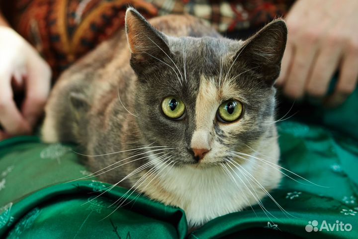 Кошечка Билли ищет дом