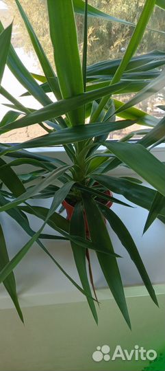 Пальма юкка