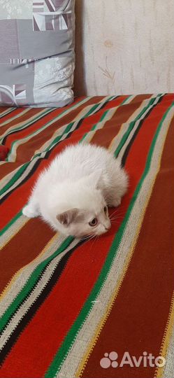 Котята дворянины