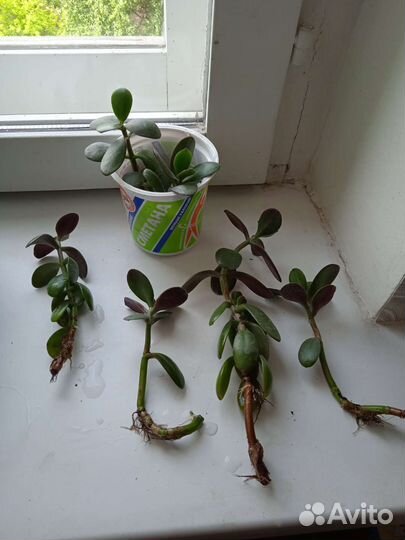 Толстянка, денежное дерево, отводки