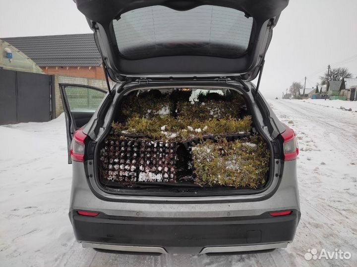 Туя оптом с доставкой