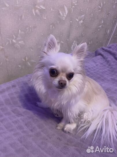 Передержка собак и кошек