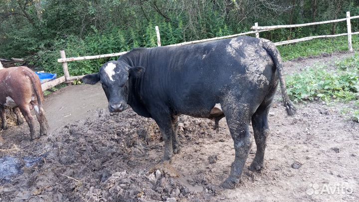 Быки на мясо и на племя