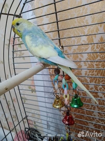 Волнистый попугай самка