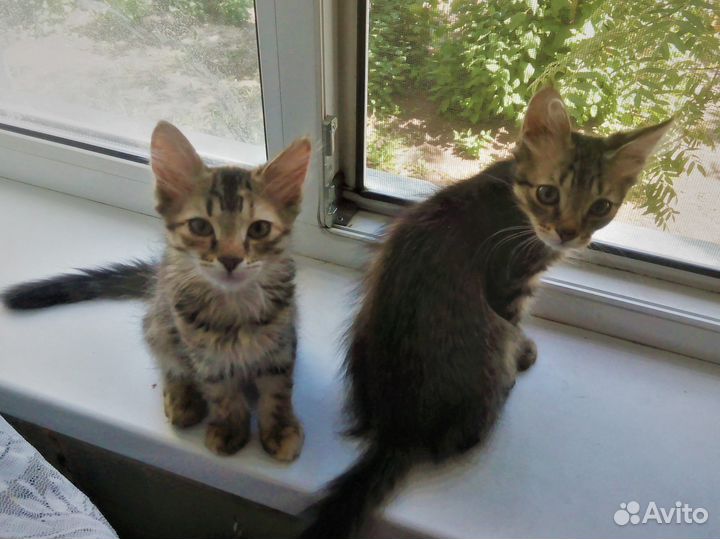 Котяши-крепыши