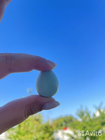 Перепелиные яйца с собственной фермы