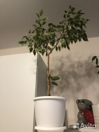 Фикус бенджамина