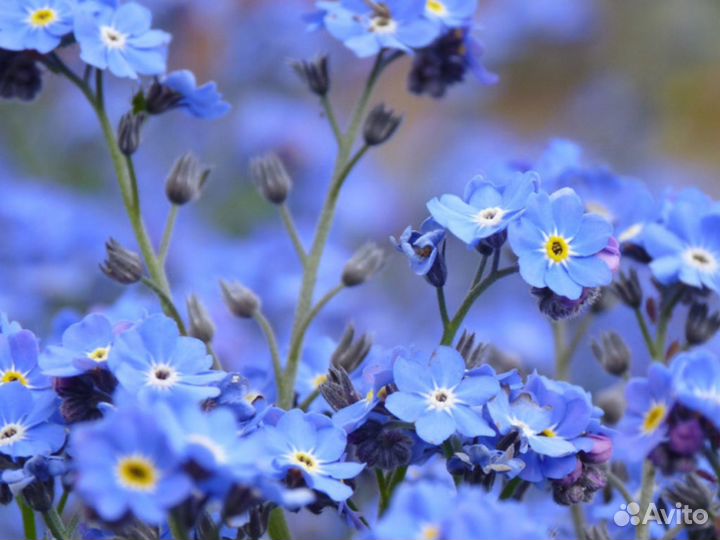 Незабудка, лен