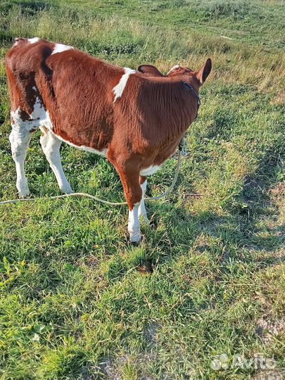 Продам телку