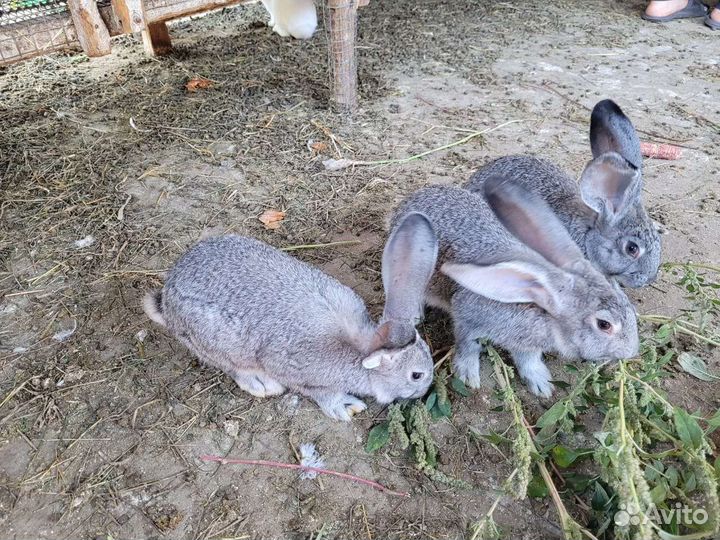 Кролики шиншила